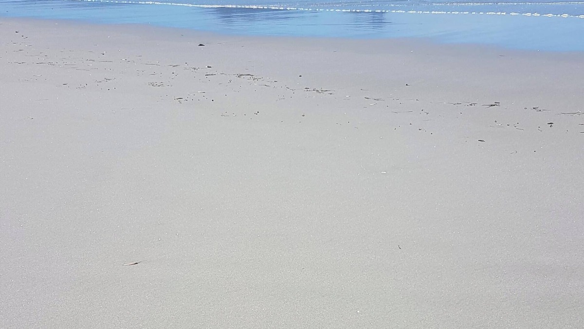 Ruakaka House | Beautiful Ruakaka beach fun, lots of space, 2 lounges, big garden