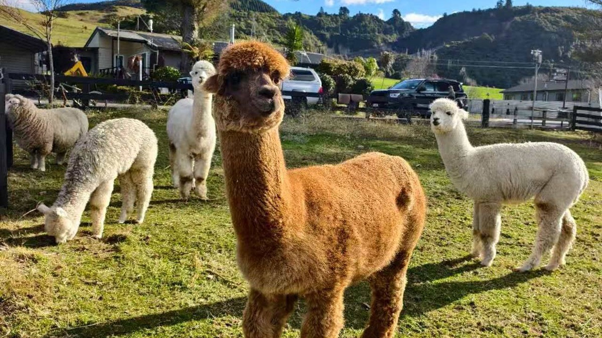 Ngongotaha Apartment | Easy Access Triple Studio Apartment with Alpacas