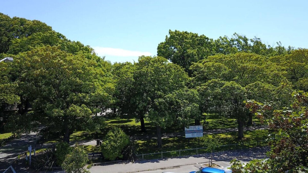 Christchurch City Centre Apartment | Hagley Park Views and 5 Min Walk to Hospital