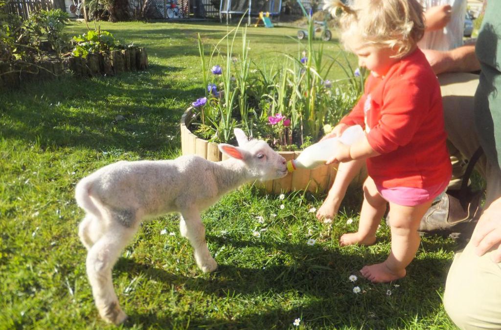 Dunollie Bed & Breakfast | Little Paradise & Petting Farm