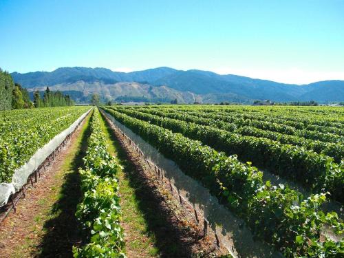 Renwick House | Marlborough Magic - Rapaura Holiday Home