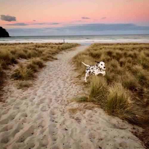 Mount Maunganui Apartment | Surf batch Mount Maunganui 2 bedroom