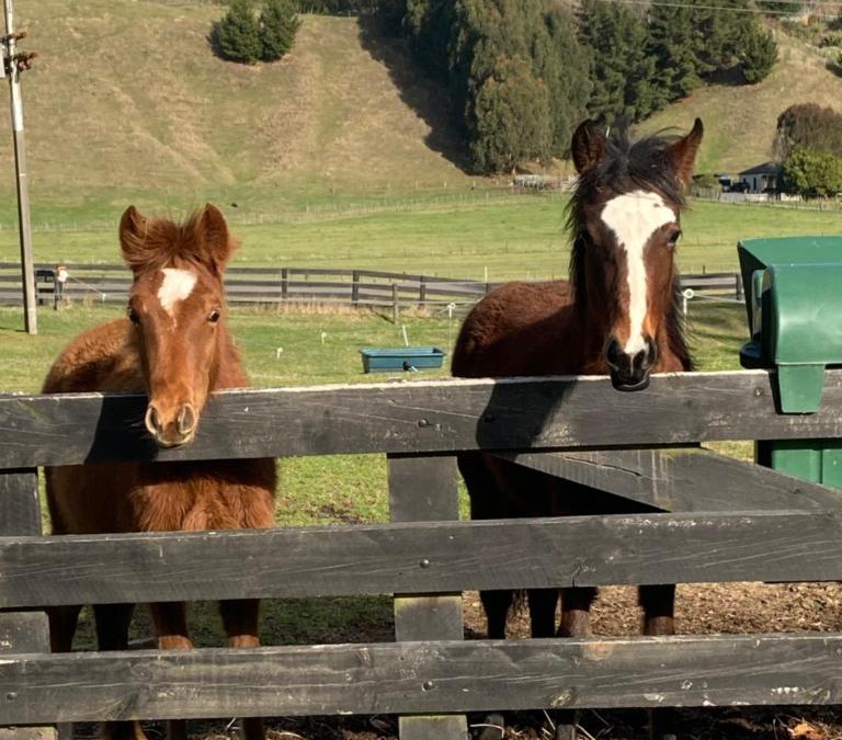 Acacia Bay Apartment | Taupo s luxury farmstay close to town