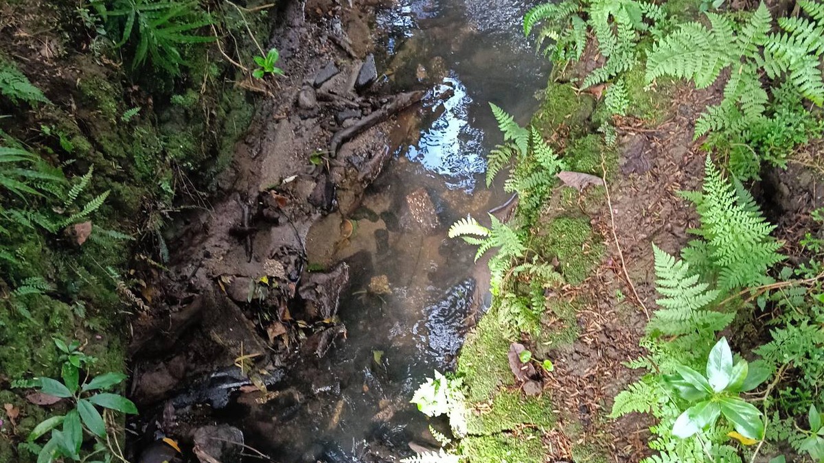 Hamilton North Apartment | Water Brook 2 B/R Studio Apt Peacefull views of nature Flora n Fauna , Pukekos