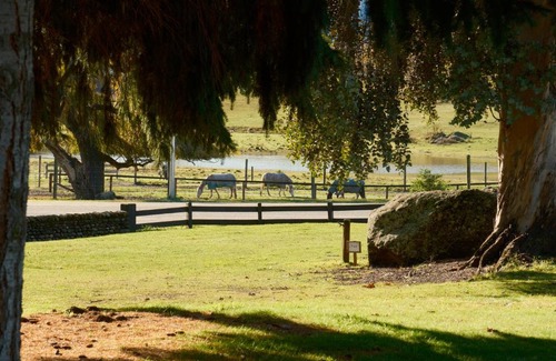 Wanaka Cabin | Maru Cabins at Sundale Holiday Park