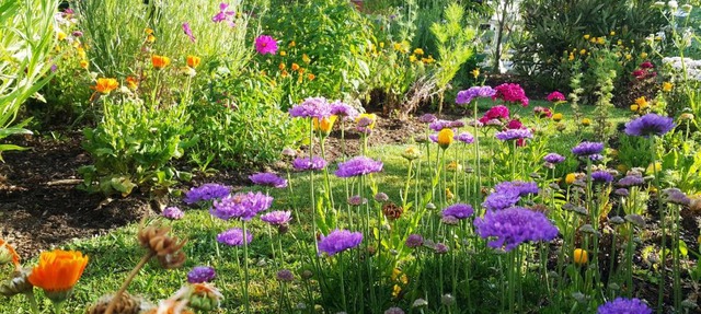Blooming Delight Tauranga
