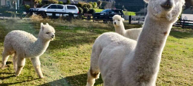 Deluxe Family Plus Apartment with Alpacas - Sleeps up to 5