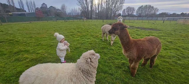 Deluxe Triple Studio Apartment with Alpacas