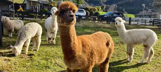 Easy Access Triple Studio Apartment with Alpacas