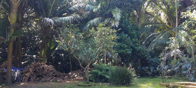Great Barrier Island Escape
