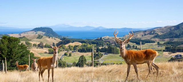 Hilltop Whakaipo Estate