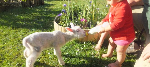 Little Paradise & Petting Farm