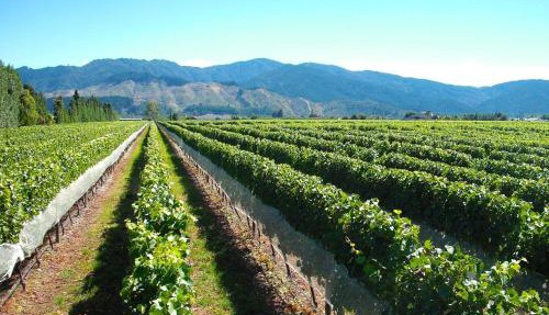 Marlborough Magic - Rapaura Holiday Home