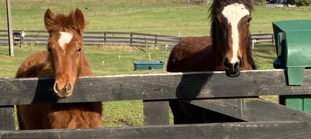 Taupo s luxury farmstay close to town