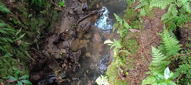 Water Brook 2 B/R Studio Apt Peacefull views of nature Flora n Fauna , Pukekos