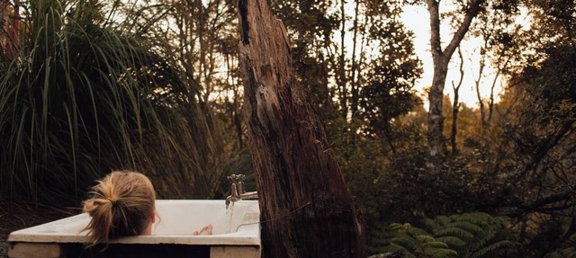 Wild Forest Estate Tree House