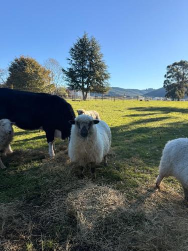 Wakefield Other | Henarata Homestead