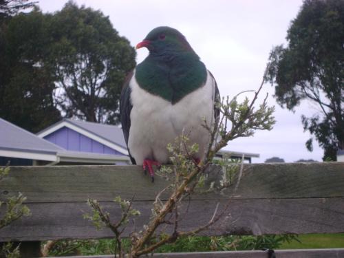 New Haven Resort | Catlins Newhaven Holiday Park