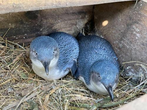 Oamaru House | Rosies Place