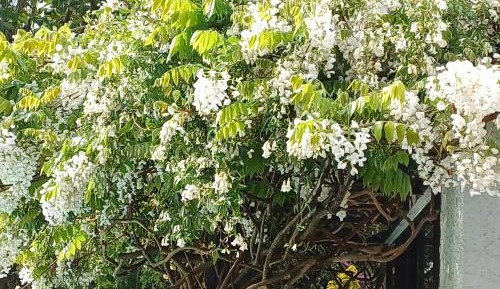 Double or Twin Room with Pool View