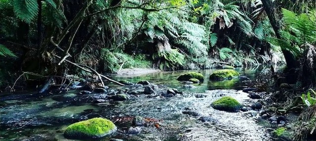 Gorgeous Rotorua Accommodation Perfect for Luxury Glamping, North Island