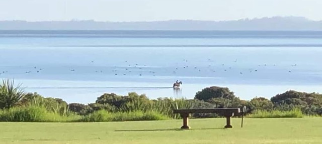 Black Swan Retreat: Lifestyle Charm on a Budget