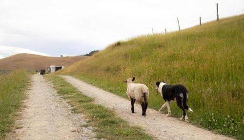 Field and Fleece Farm Stay by Tiny Away