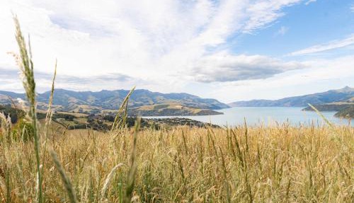 Kūkupa Puni at Akaroa Lavender by Tiny Away