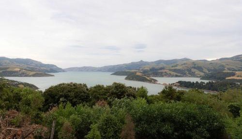 Kūkupa Taunga at Akaroa Lavender by Tiny Away